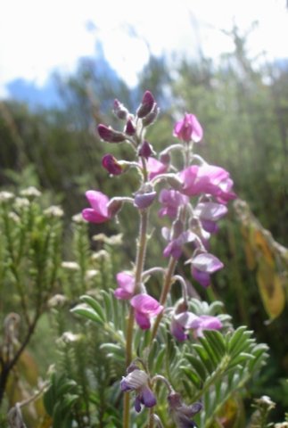 Lessertia perennans leaves